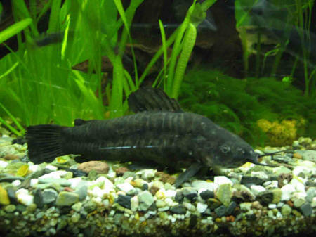 &copy; Zierfischfreunde Immenhausen-Holzhausen HOPLOSTERNUM THORACATUM